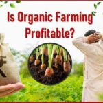 Is Organic Vegetable Farming Profitable in India