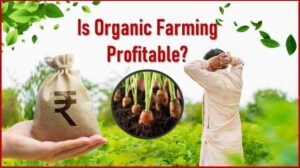 Is Organic Vegetable Farming Profitable in India