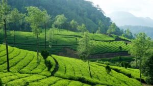 Munnar, Idukki District, Kerala