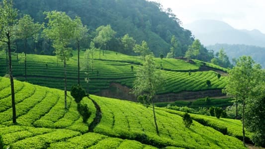 Munnar, Idukki District, Kerala